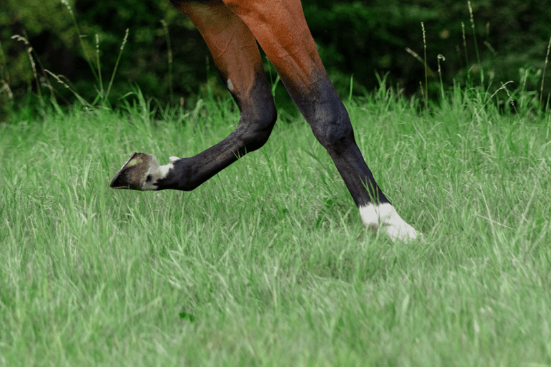 Lead iOS Developer image