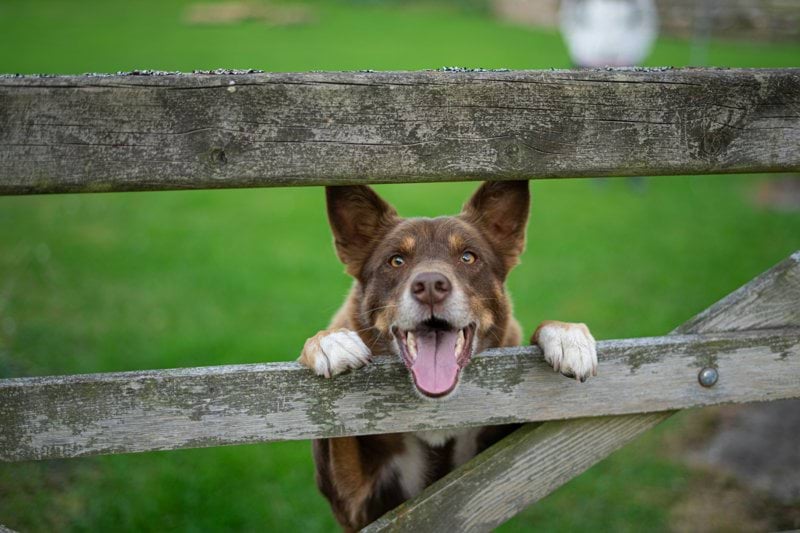 Product Sales Specialist - Pet Health - Fully Remote image