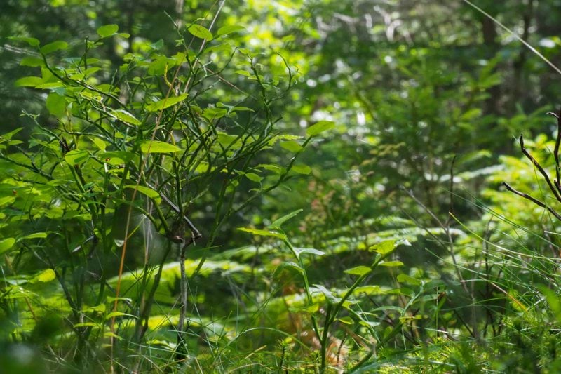 Ambitieuze Hoofdboekhouder Natuurwerk vzw (m/v/x) image