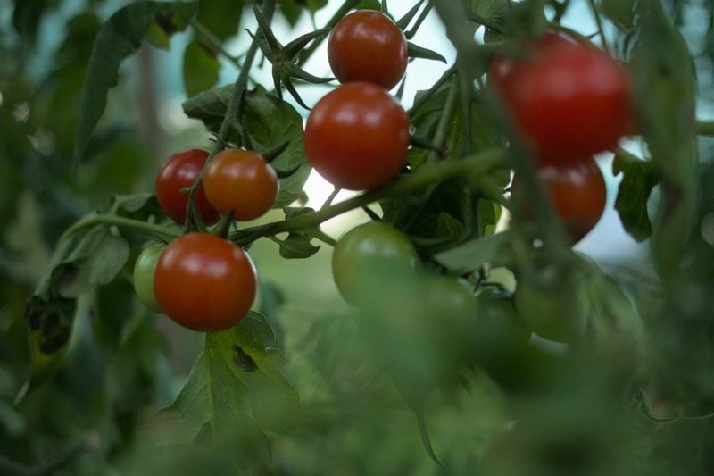 Greenhouse Supervisor image