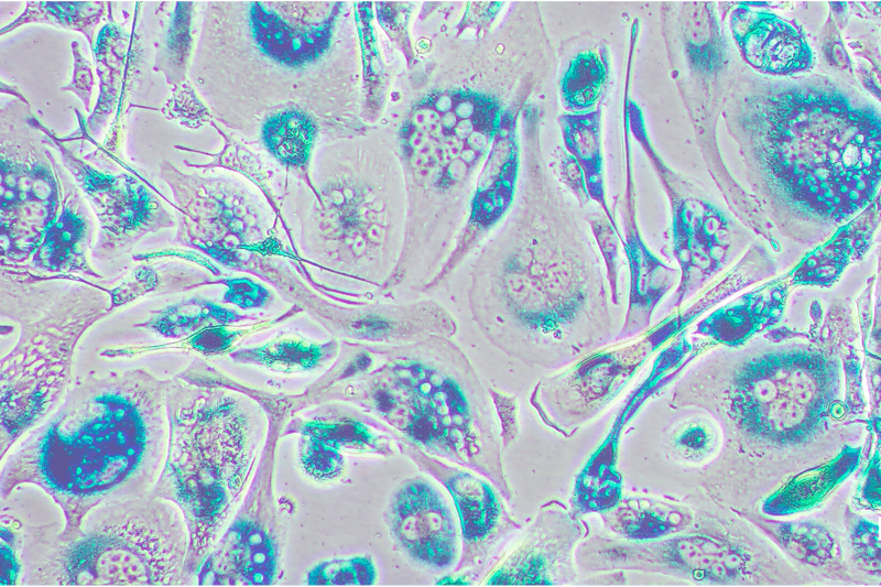 Research Assistant (ref. LAB/25/04) image