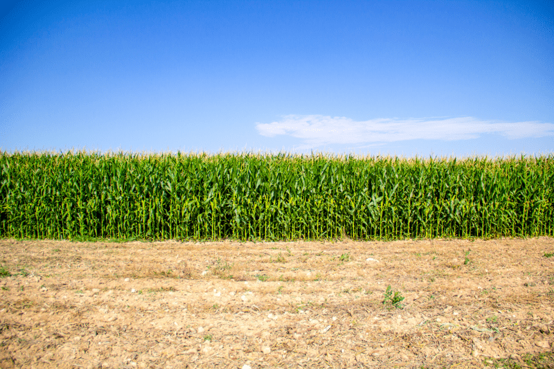 Agronomist image