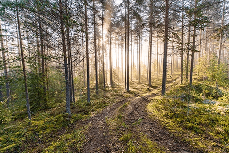 Legal Counsel to Stora Enso image