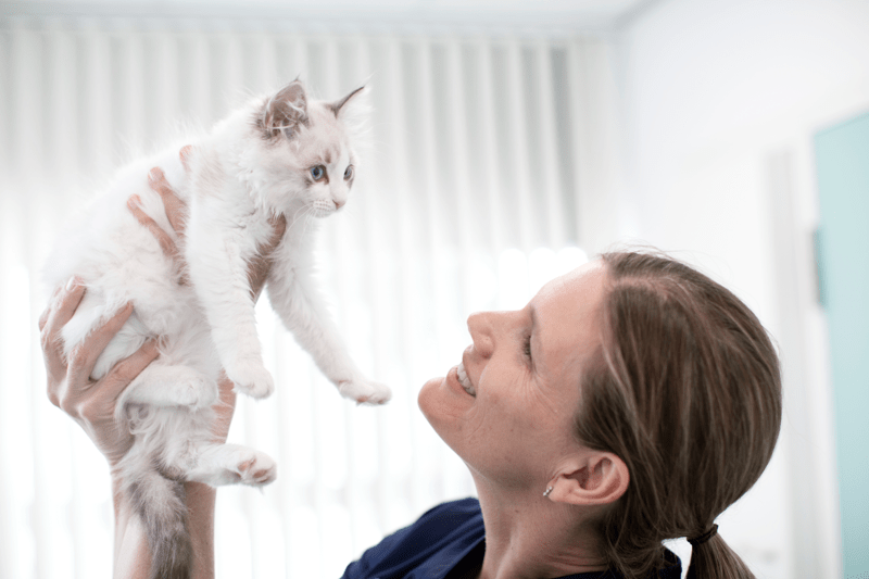 Veterinærstuderende søges til sommerferievikariat image