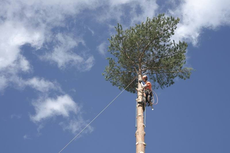 Arborist image