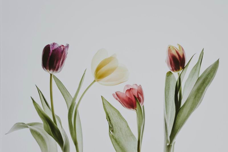 Interim B2B E-commerce Manager image