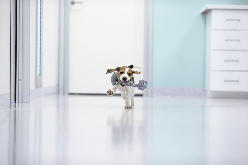 Leg. DSS med narkoskompetens till vår klinik i Malmö  image