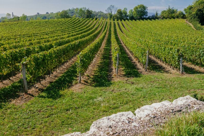 Tractoriste - domaine viticole à Saint-Tropez image