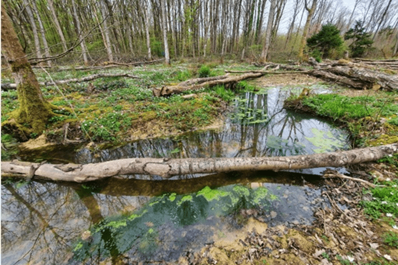 Project Officer - Natural Flood Management (NFM) image
