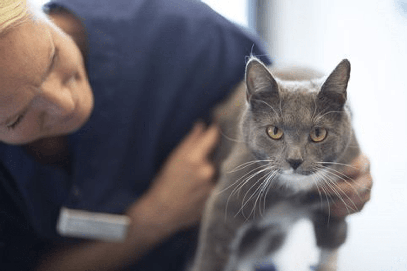 Tierpfleger (m/w/d) - Hannover / Niedersachsen image