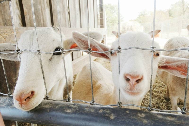 Dierenverzorg(st)er (0,1 fte) image