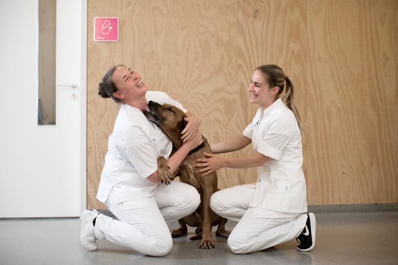 AniCura Dyresykehuset Bergen Nord i Norge søger veterinærsygeplejerske! image