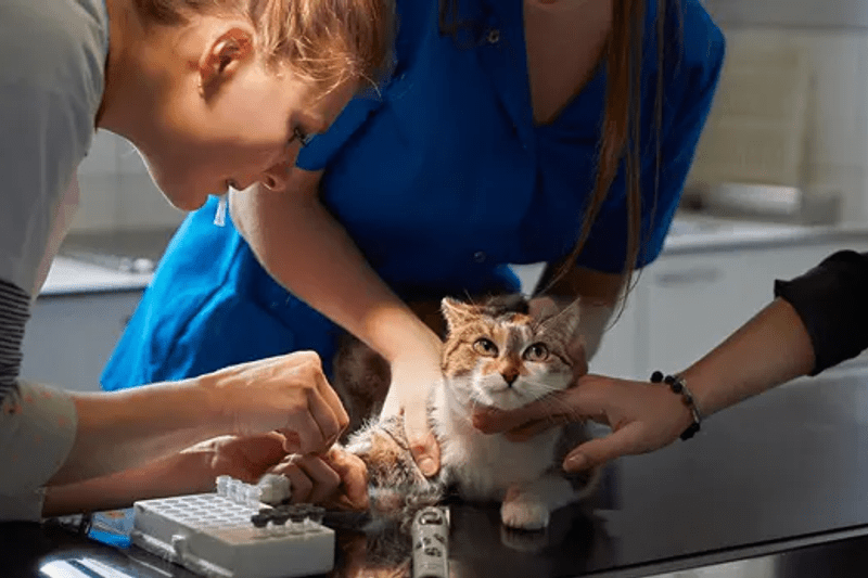 Dierenarts (Deeltijds) – Dierenartsenpraktijk De Heirbrugge (Lokeren) image