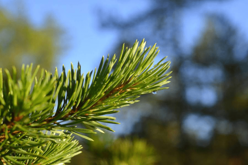 HR Business Partner till Setra! image