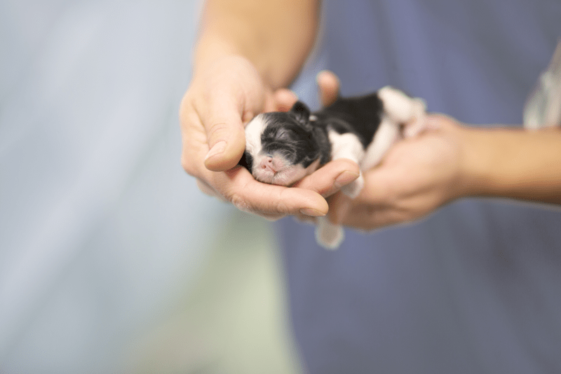 Är du veterinär med intresse för internmedicin och akutsjukvård? image