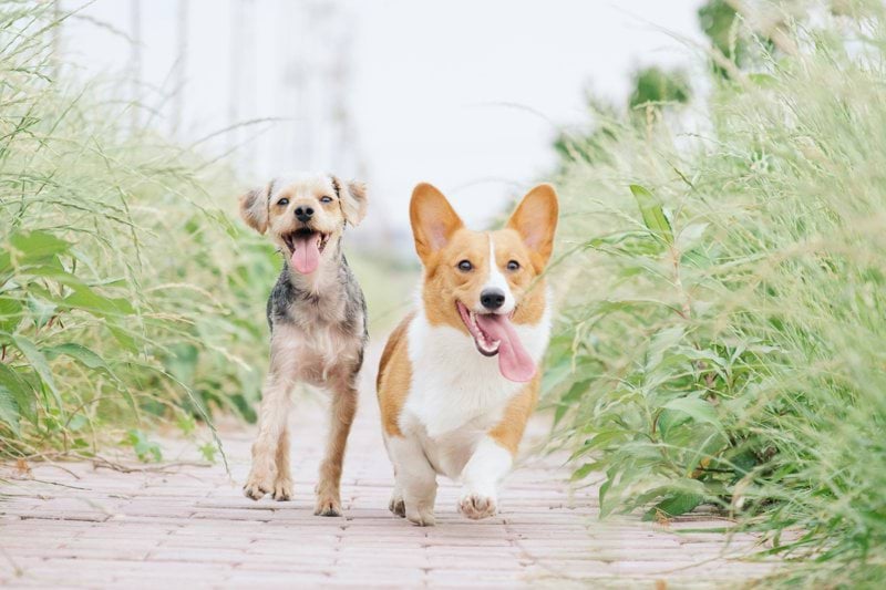 Veterinär till Animal ArtroClinic i Söderköping image