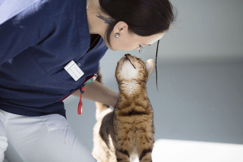 Vacature Dierenarts AniCura Dierenkliniek Oss (24 - 32 uur) image