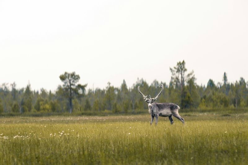 Lähihoitaja- Kittilän ikääntyneiden palvelut image