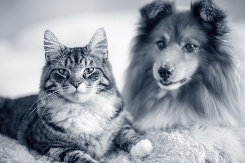 Senior Dierenarts Vetocambre - Brussel image