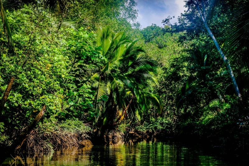 Isolated Peoples Rights-Based Rainforest Protection Adviser image