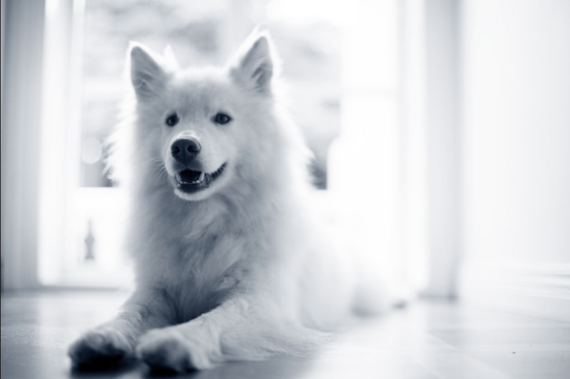 Veterinær søkes til AniCura Molde Dyreklinikk image