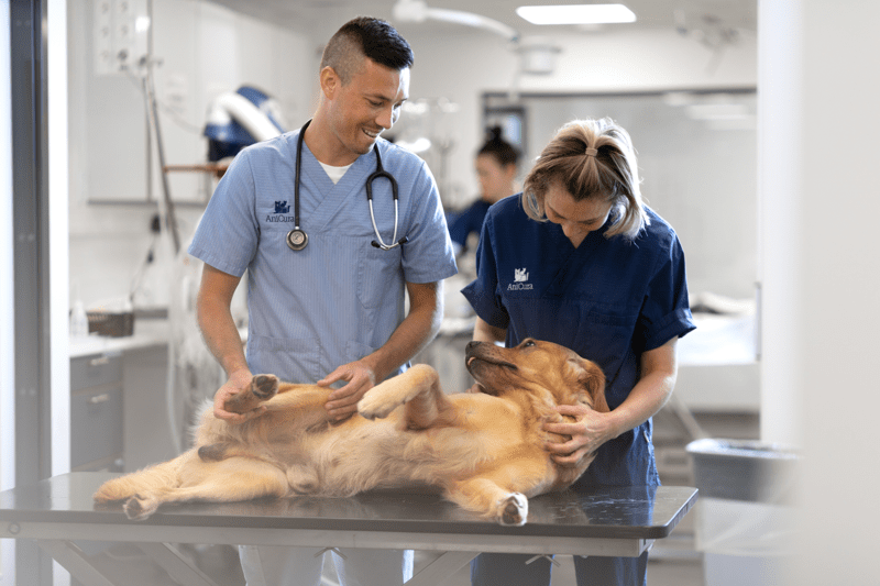 Tierärztin/Tierarzt Innere Medizin 60-100% (m/w/d) - Wangen bei Olten (Schweiz) image