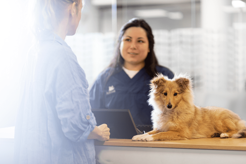 Receptionist sökes till AniCura Falu Djursjukhus image