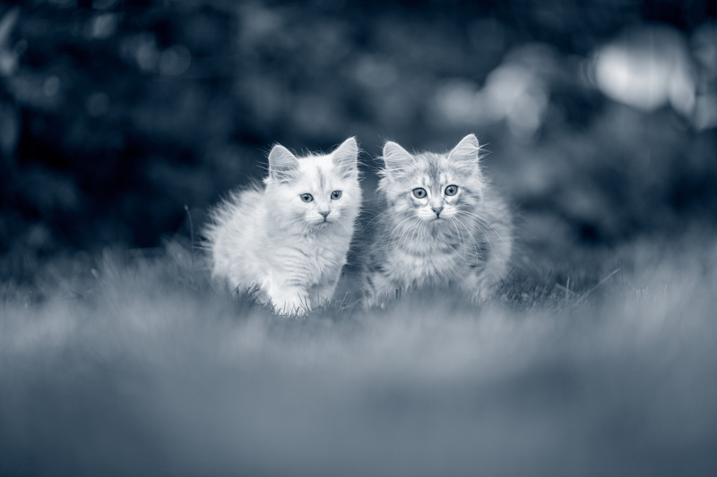 TF Veterinär till Västra Djursjukhuset sommar 2026 image