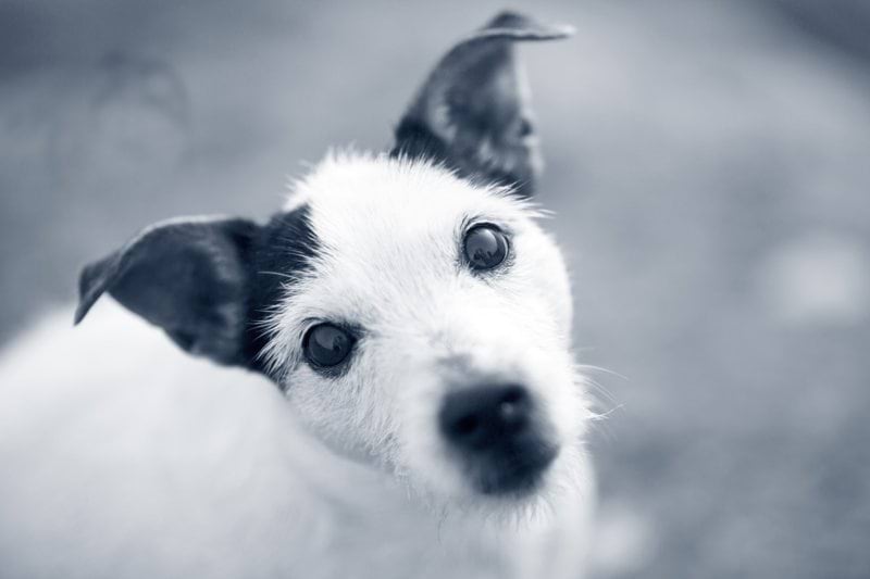 Anæstesi og kirurgi - AniCura Københavns Dyrehospital søger veterinærsygeplejerske til kirurgisk afdeling image