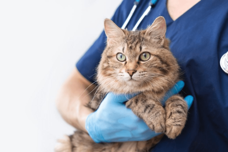 Veterinär till Helsingborgs Veterinärklinik image