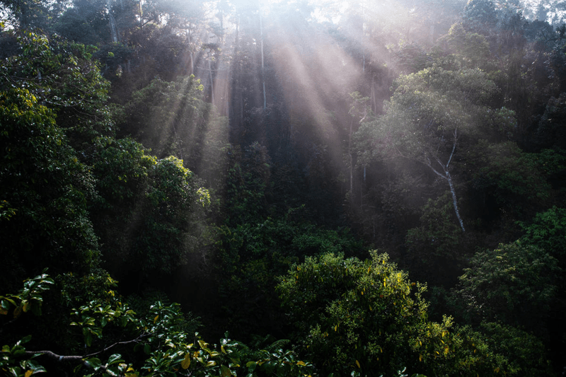 Communications intern supporting WWF corporate partnerships image