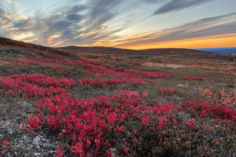 Vi söker inte vilken veterinär som helst! Men vi kanske söker dig? image