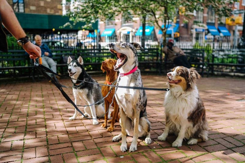Sales Specialist - Pet Health image