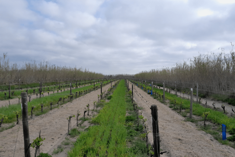🌿 Stage - Création d’un guide pratique et illustré pour la description des variétés de vigne image