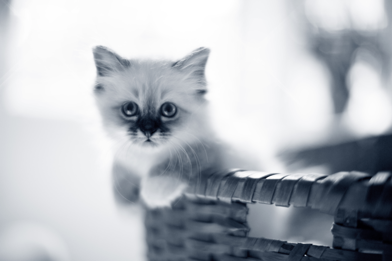 Secrétaire d'accueil / Technicien de stérilisation H/F image