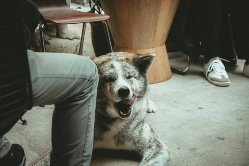 Product Specialist - Pet Health - Remote image