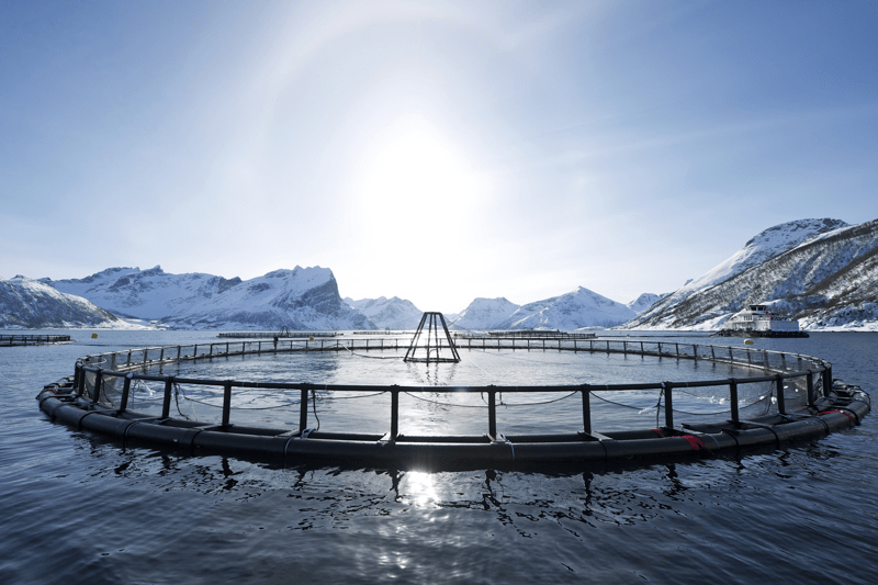 Norsk Sjømat Stranda AS søker Automasjonsmekaniker/industrimekaniker/elektriker image