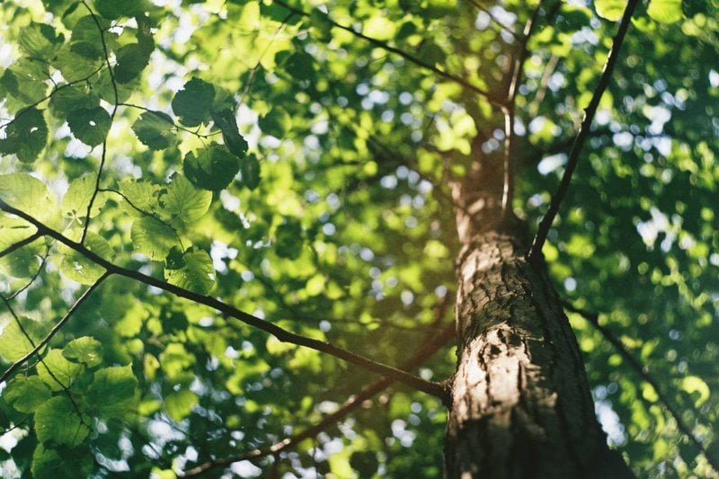 Principal Environmental Assessment Practitioner image