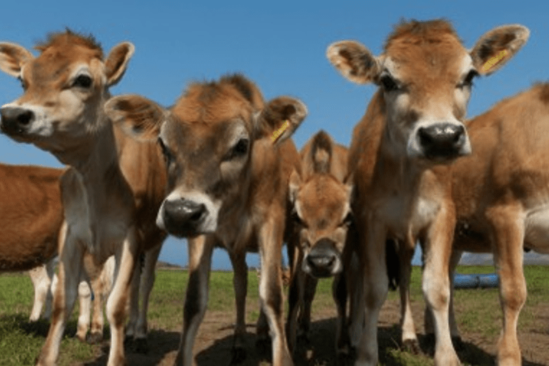 Financial Manager for Roots Dairy image
