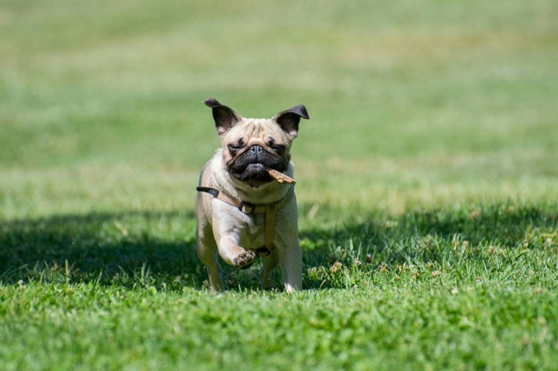 CLINIQUE DE VERRIERES - VIENNE - VETERINAIRE GENERALISTE (H/F) - CDD image