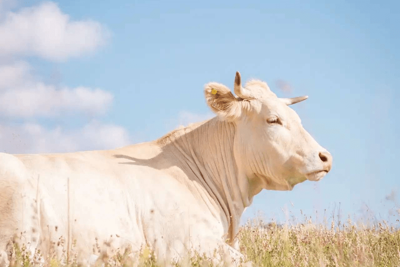 IVC EVIDENSIA - VETERINAIRE MIXTE - CDD OU CDI (F/H) image