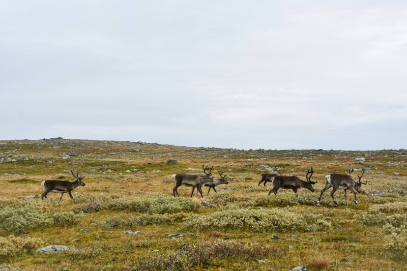 Miljökonsult med rennäringskompetens image