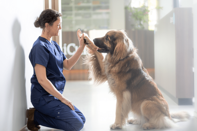 Vacature Veterinair Ondersteuner AniCura Rijswijk image