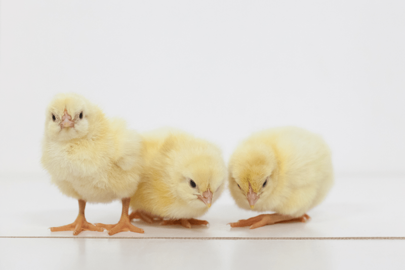 Utvecklings - och Produktionschef till SweHatch AB image