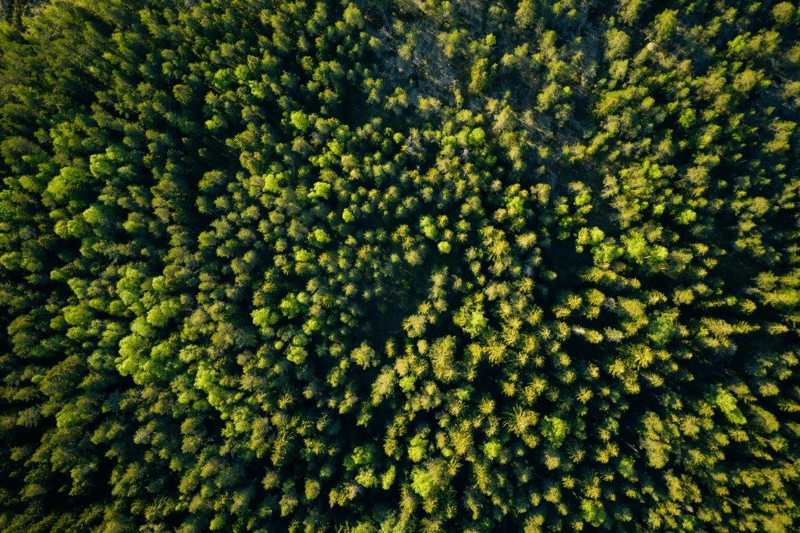 Kesätyö: Metsäalasta kiinnostunut harjoittelija image