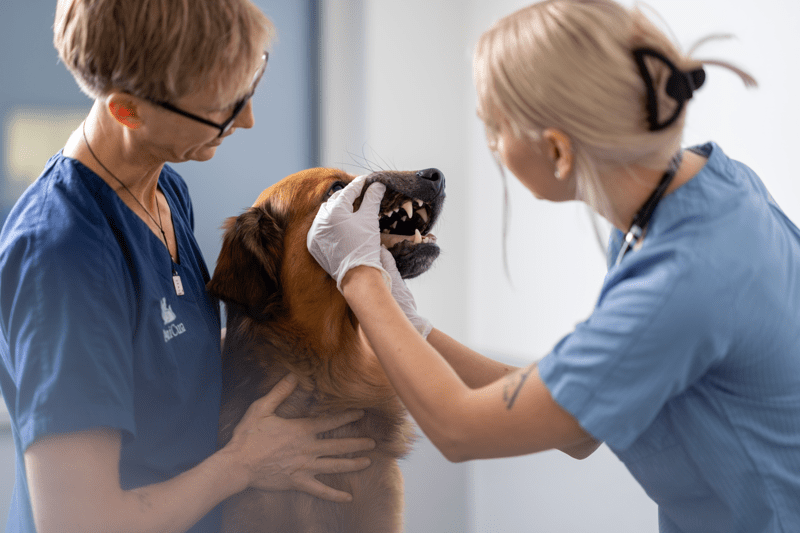 Semestervikarier AniCura Strängnäs Djurklinik image