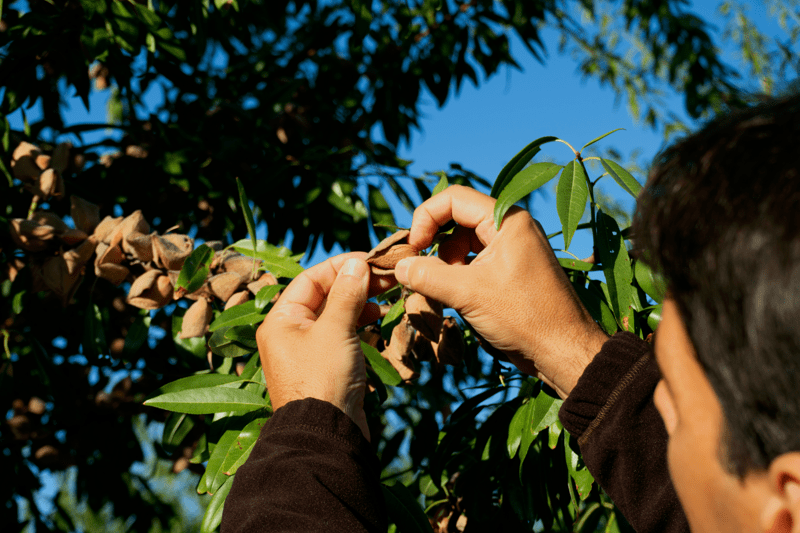 Técnico/a Agrícola Frutos Secos (Écija) image