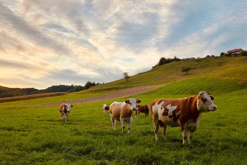 IVC Evidensia – Vétérinaire rural en CDI ou CDD (H/F) image