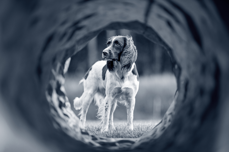 Veterinär till Djursjukhuset i Jönköping image