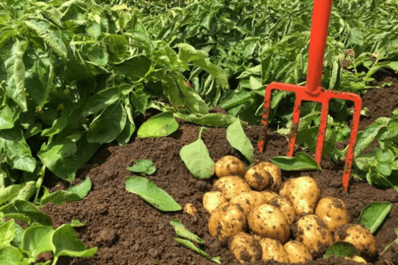 Packer / Grader - Full Time - Nightshift image
